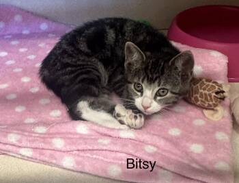 Tabby Cats Available for Adoption in Ulster, Pennsylvania - Bitsy | PetCurious
