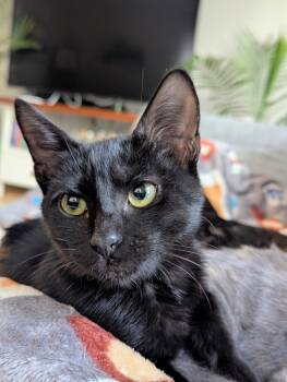 Rescue Domestic Short Hair Cats for Adoption in WDM, Iowa - Stormy | PetCurious