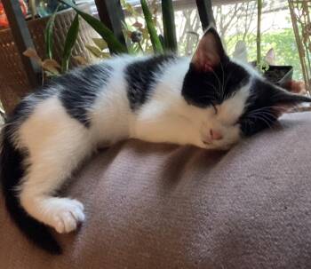 Rescue Tuxedo Cats for Adoption in Springfield, Oregon - Spicy | PetCurious