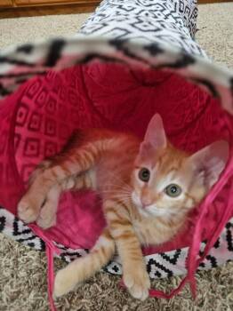 Crush -  Domestic Short Hair Cat for Adoption in Oceanside, California - Crush | PetCurious