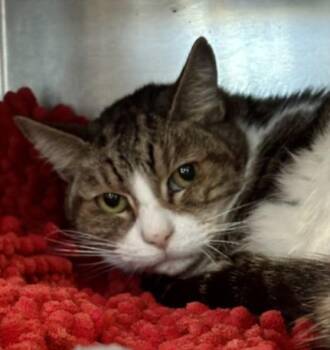 Domestic Short Hair Cats Available for Adoption - Harper | PetCurious