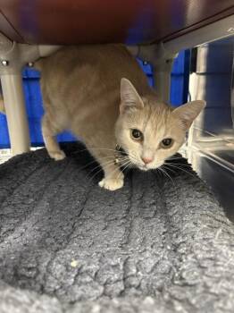 Nectarine -  Domestic Short Hair Cat for Adoption in Sherwood, Oregon - Nectarine | PetCurious