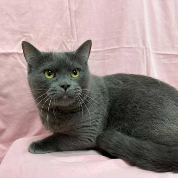 Torrent -  Domestic Short Hair Cat for Adoption in Lyndhurst, Virginia - Torrent | PetCurious