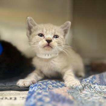 MARISSA -  Domestic Short Hair Cat for Adoption in Riverside, California - MARISSA | PetCurious
