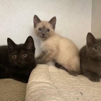 Freddy -  Domestic Short Hair Cat for Adoption in Dayton, Ohio - Freddy | PetCurious