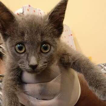 Smoke -  Domestic Short Hair Cat for Adoption in Lynchburg, Virginia - Smoke | PetCurious