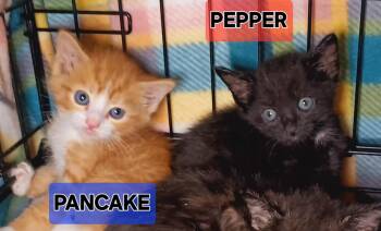 Rescue Domestic Short Hair Cats for Adoption in Bethpage, New York - Pancake | PetCurious