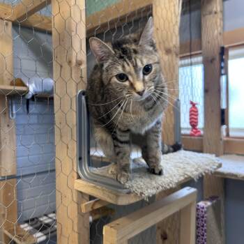 Domestic Short Hair Cats Available for Adoption in Chisholm, Minnesota - Molly | PetCurious