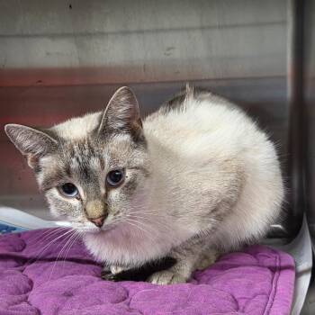 AM -  Domestic Short Hair Cat for Adoption in Pauls Valley, Oklahoma - AM | PetCurious