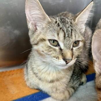 Crab -  Domestic Short Hair Cat for Adoption in Matteson, Illinois - Crab | PetCurious