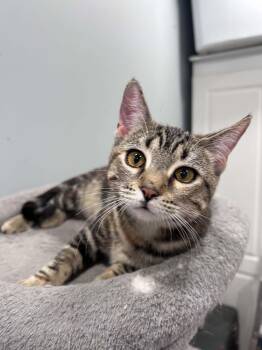 Lily -  Tabby Cat for Adoption in Burnaby, British Columbia - Lily | PetCurious