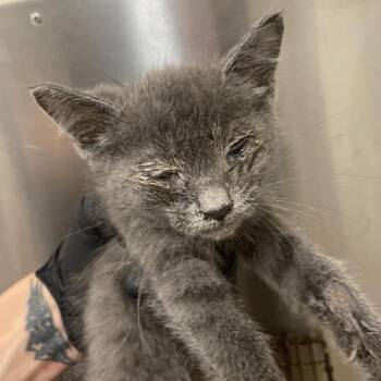 Yaya -  Domestic Short Hair Cat for Adoption in Chicago, Illinois - Yaya | PetCurious