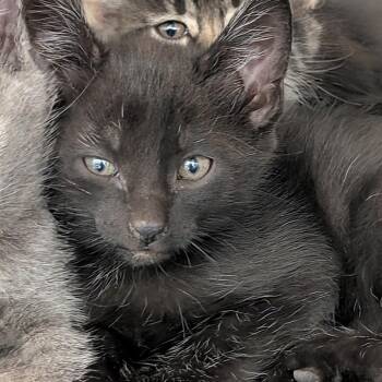 Mercury -  Domestic Short Hair Cat for Adoption in Las Vegas, Nevada - Mercury | PetCurious