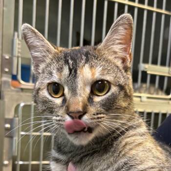 Flora -  Domestic Short Hair Cat for Adoption in Jacksonville, Arkansas - Flora | PetCurious