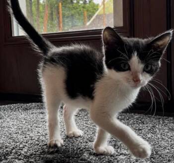 SID -  Domestic Short Hair Cat for Adoption in Colorado Springs, Colorado - SID | PetCurious