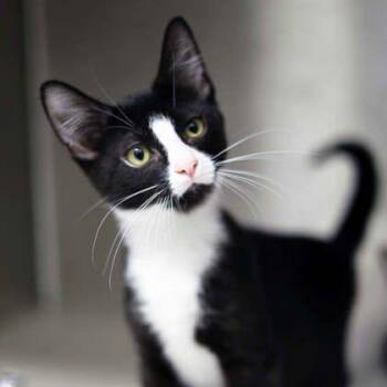 Wiley -  Domestic Short Hair Cat for Adoption in Atlanta, Georgia - Wiley | PetCurious