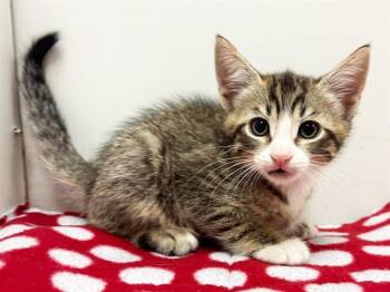 JIMBO -  Domestic Short Hair Cat for Adoption in Sacramento, California - JIMBO | PetCurious