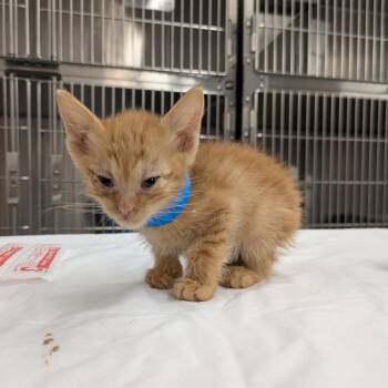 Cheeto -  Domestic Short Hair Cat for Adoption in Manhattan, Kansas - Cheeto | PetCurious