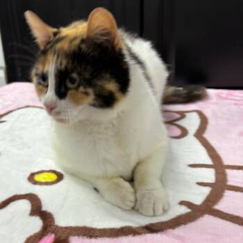 Back Alley Barb -  Domestic Long Hair Cat Available for Adoption in Granville, Ohio - Back Alley Barb | PetCurious