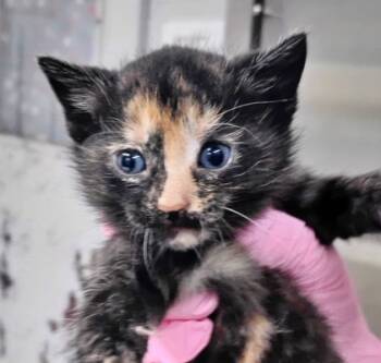 Rescue Domestic Short Hair Cats for Adoption in Morton Grove, Illinois - Nora | PetCurious