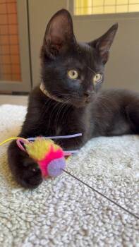 Paisley -  Bombay and Domestic Short Hair Cat for Adoption in Walnut Creek, California - Paisley | PetCurious