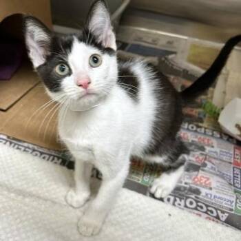 Gruyere -  Domestic Short Hair Cat for Adoption - Gruyere | PetCurious