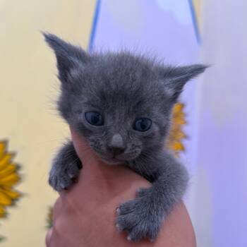 Rescue Domestic Short Hair Cats for Adoption in San Pablo, California - Fang | PetCurious