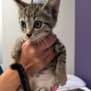 Tori -  Domestic Short Hair Cat for Adoption in Englewood, Florida - Tori | PetCurious