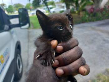 A2477716 -  Domestic Short Hair Cat for Adoption in Fort Lauderdale, Florida - A2477716 | PetCurious