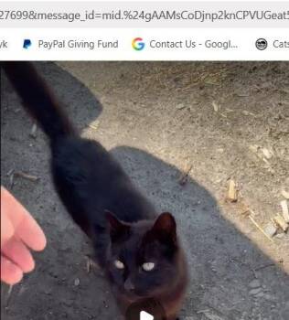 Cinder -  Domestic Short Hair Cat for Adoption in Toronto, Ontario - Cinder | PetCurious