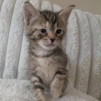 American Shorthair Cats Available for Adoption in Mount Vernon, Arkansas - Kiara | PetCurious