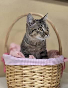 Rescue Domestic Short Hair Cats for Adoption in Park Rapids, Minnesota - Rocket | PetCurious