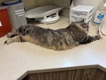 Rosalie -  Domestic Medium Hair Cat for Adoption in Black Eagle, Montana - Rosalie | PetCurious