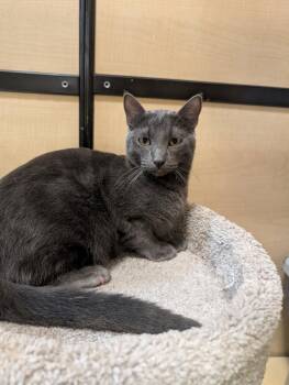 Manny -  Domestic Medium Hair Cat for Adoption in Rowlett, Texas - Manny | PetCurious