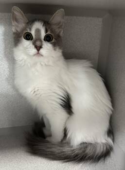 Rookie -  Domestic Short Hair Cat for Adoption in Webster City, Iowa - Rookie | PetCurious