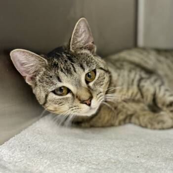 Rescue Domestic Short Hair Cats for Adoption in Atlanta, Georgia - Zola | PetCurious