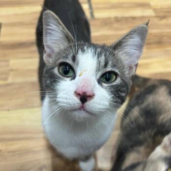 Rescue Domestic Short Hair Cats for Adoption in Villa Park, California - Mikasa | PetCurious