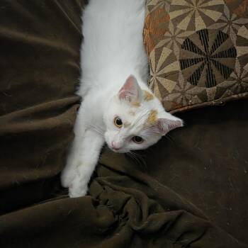 Rescue Domestic Short Hair Cats for Adoption in Los Angeles, California - Carl | PetCurious