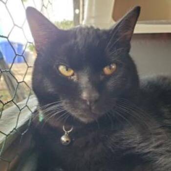 Kettlebell -  Domestic Short Hair Cat for Adoption in Brea, California - Kettlebell | PetCurious