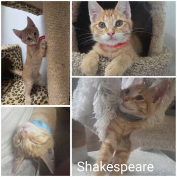 Shakespeare -  Domestic Short Hair Cat for Adoption in Newberg, Oregon - Shakespeare | PetCurious