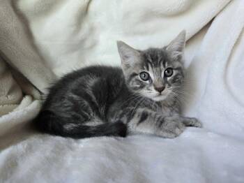 Domestic Medium Hair Cats Available for Adoption in San Jose, California - Vini Bonded W/Lucas | PetCurious