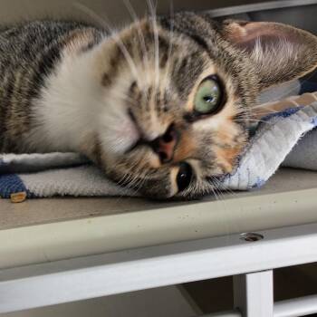 Rosie -  Domestic Short Hair Cat for Adoption in Redwood City, California - Rosie | PetCurious