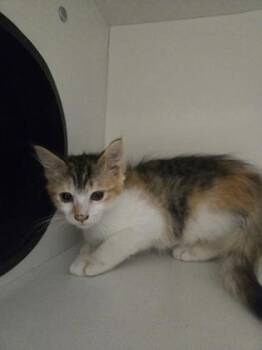 Juneberry -  Domestic Short Hair Cat for Adoption in Savannah, Georgia - Juneberry | PetCurious