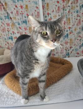 Domestic Short Hair Cats Available for Adoption - Bubba Sparxx | PetCurious