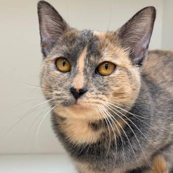 Domestic Short Hair Cats Available for Adoption - Loch Ness | PetCurious