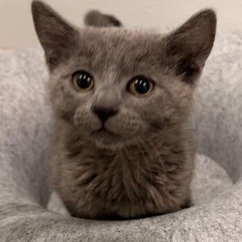 Junie B Jones -  Domestic Short Hair Cat for Adoption in Murray, Utah - Junie B Jones | PetCurious