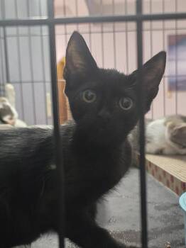 Hollis -  Domestic Short Hair Cat for Adoption in Naranjito, Naranjito - Hollis | PetCurious
