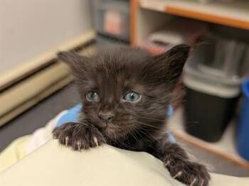 VERONICA -  Domestic Long Hair Cat for Adoption in Kent, Washington - VERONICA | PetCurious