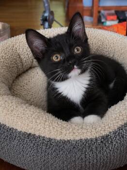 Pringle -  Domestic Short Hair Cat Available for Adoption in Belchertown, Massachusetts - Pringle | PetCurious