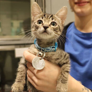 Rescue Domestic Short Hair Cats for Adoption in Port Washington, New York - Fred | PetCurious